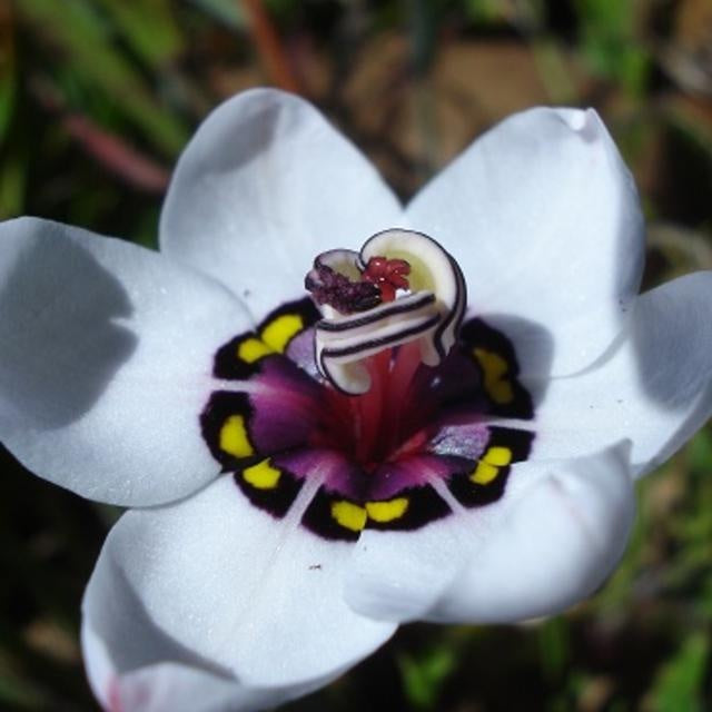 White Sparaxis flower seeds