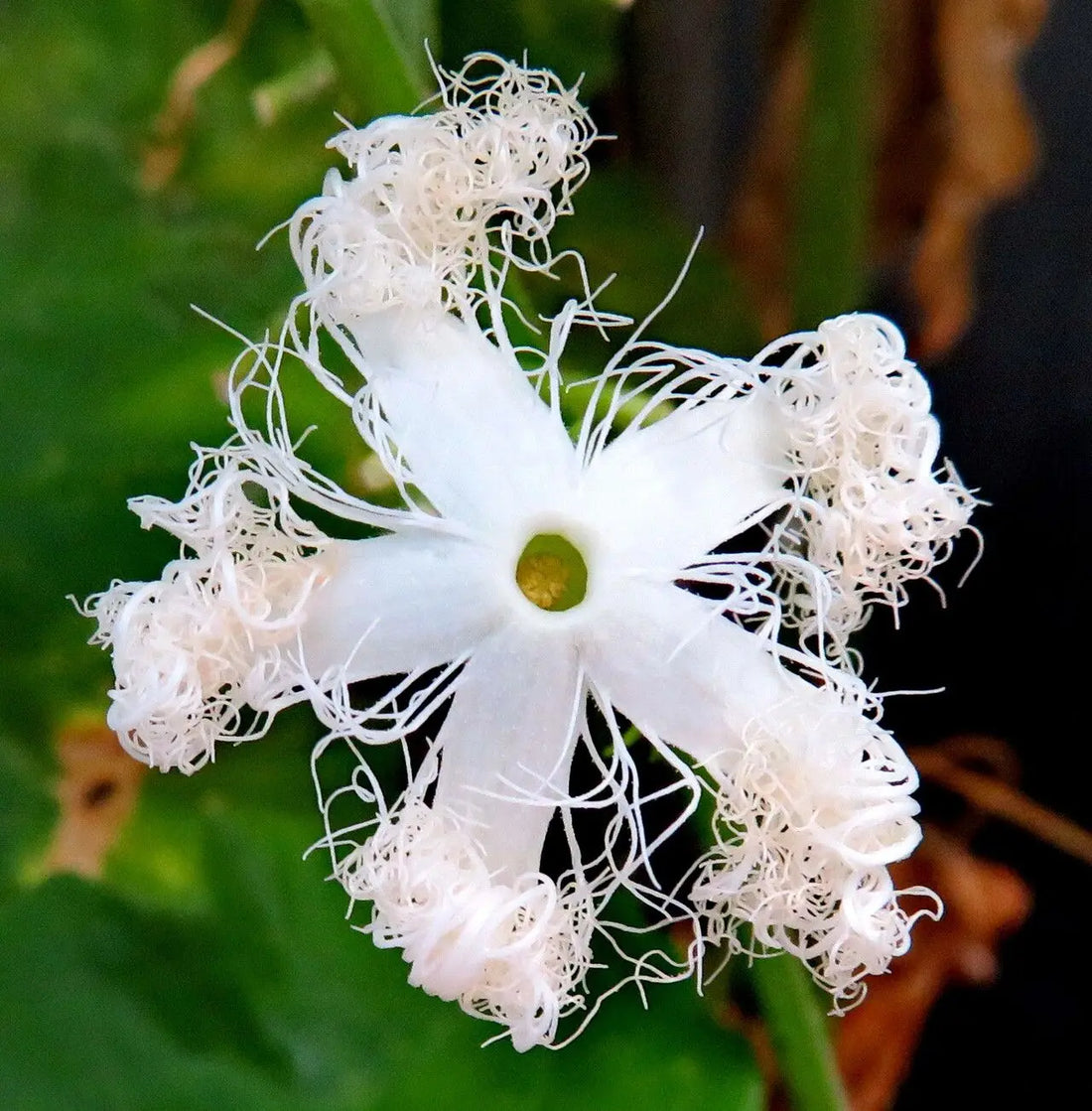 White Trichosanthes flower seeds