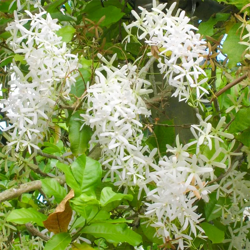 White Volkensii flower seeds