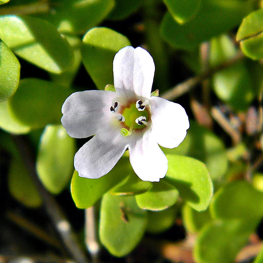 White Waterhyssop flower seeds