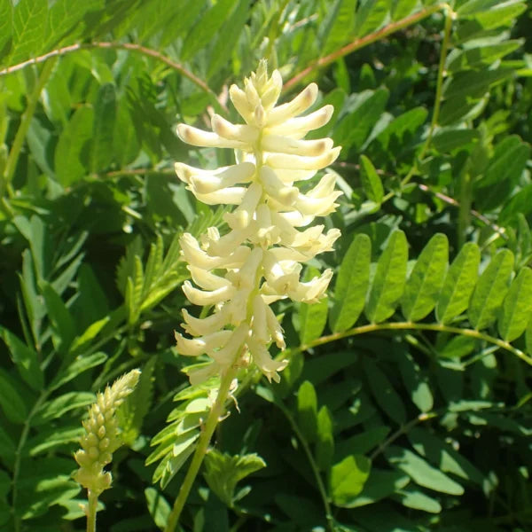 White Astragalus flower seeds