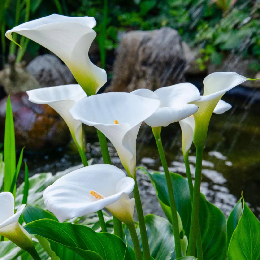 White Calla flower seeds