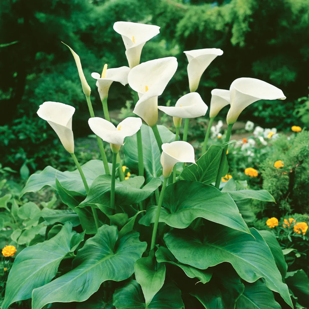White Zantedeschia flower seeds