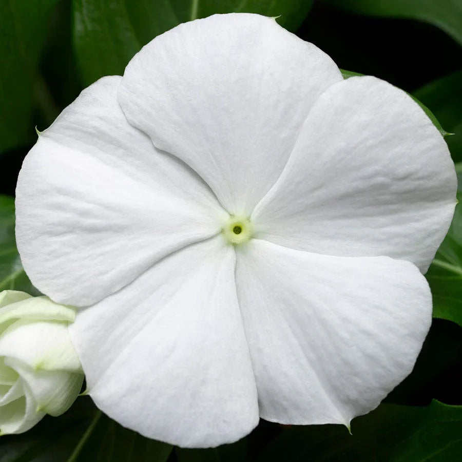 White Cora flower seeds