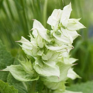 Clary Sage plant