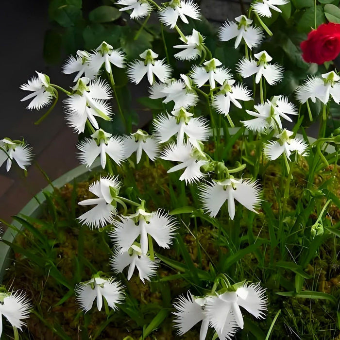 White Egret Orchid plant