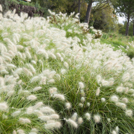 White Fountain Grass plant