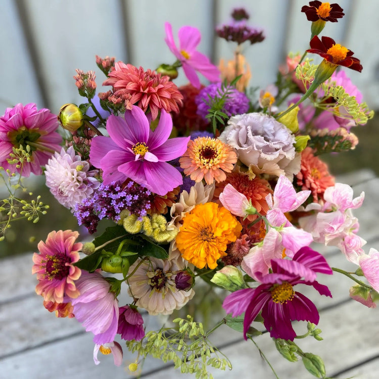Bouquet Mix Wildflower plant