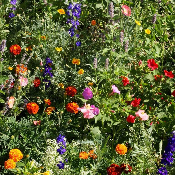 Deer Proof Wildflower plant