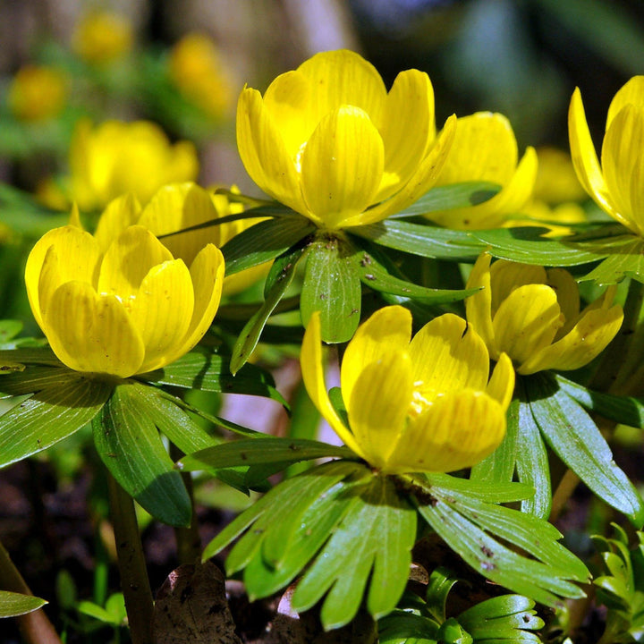 Fresh Winterling flower seeds