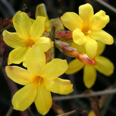 Winter Jasmine Jasminum nudiflorum with bright yellow flowers and arching green stems
