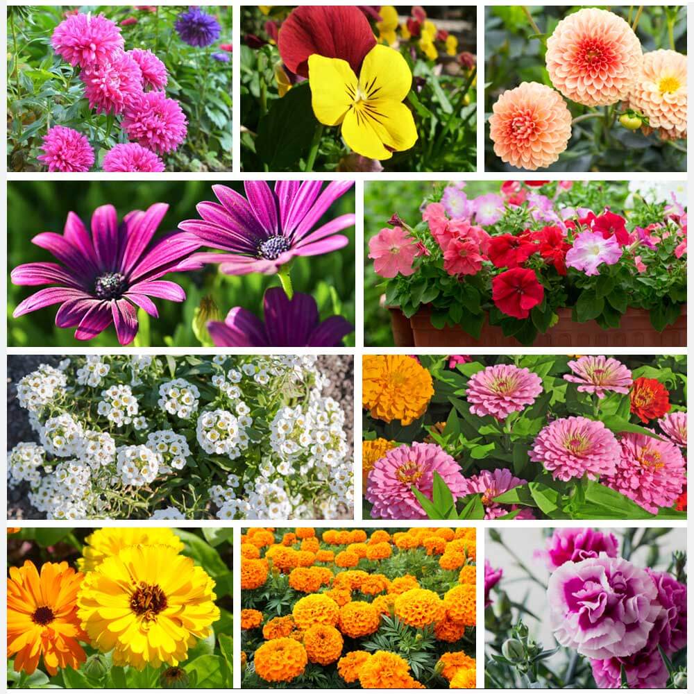Blend Winter Mix plant