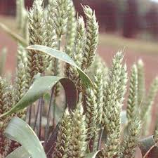 Winter wheat seeds for planting with mature golden wheat heads growing in a field