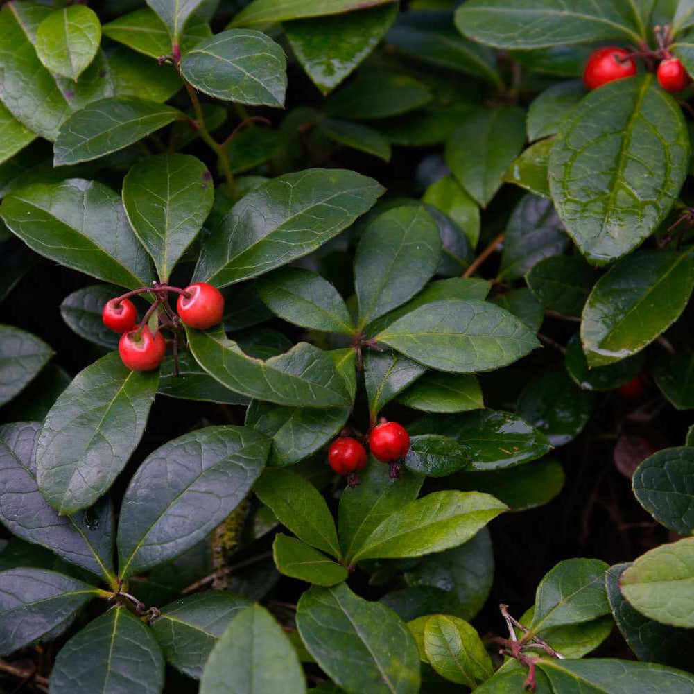 Ground Cover Wintergreen plant