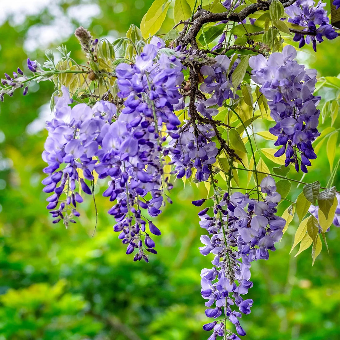 Blue Wisteria flower seeds