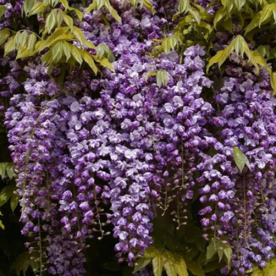 Black Dragon Wisteria plant