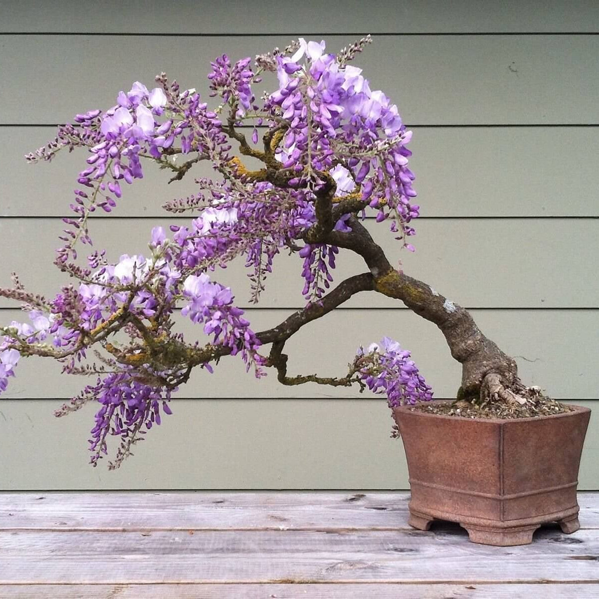 Bonsai Wisteria plant