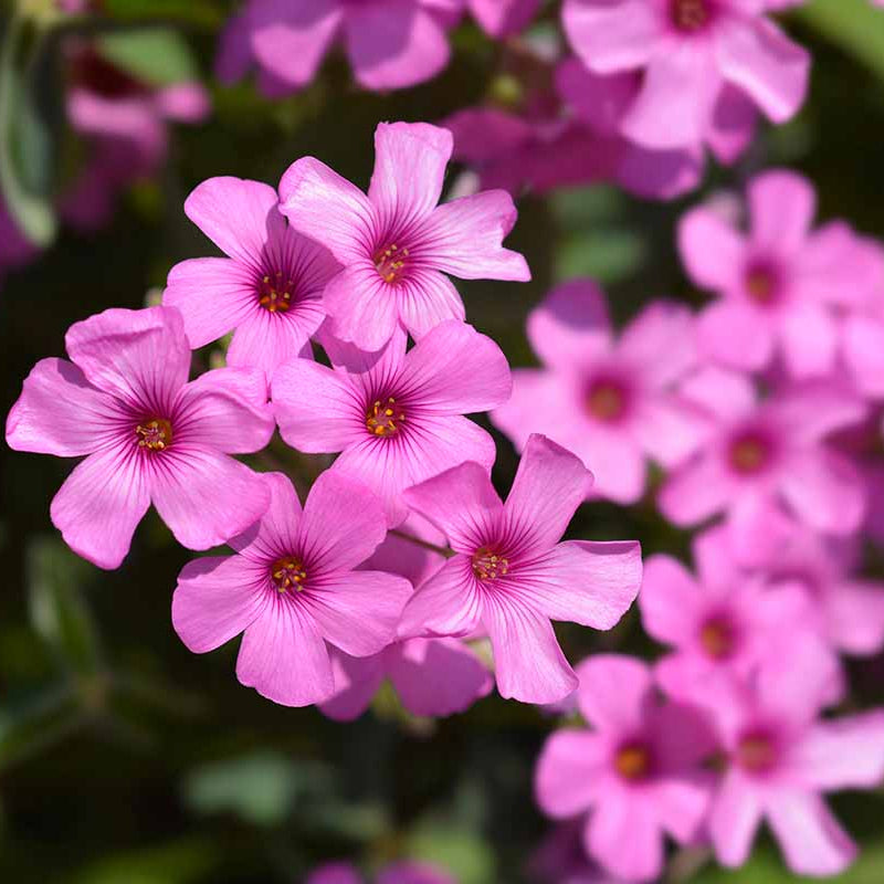 Pink Wood-Sorrel plant