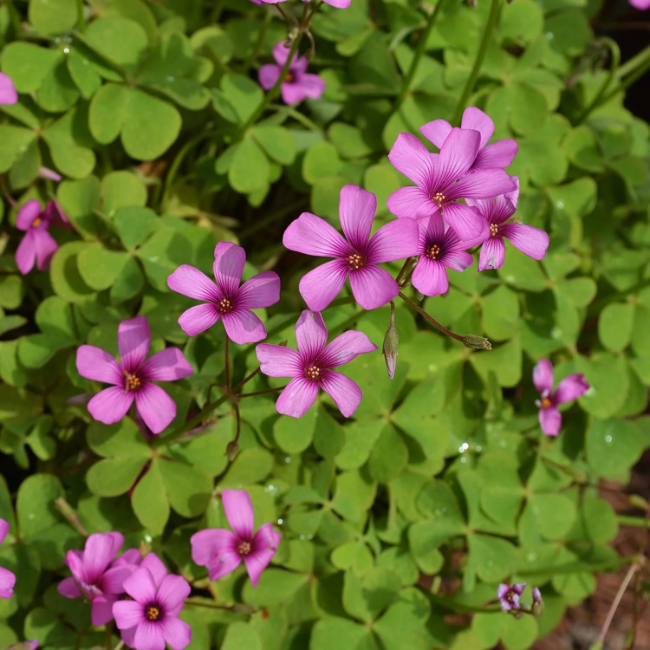 Pink Wood-Sorrel plant
