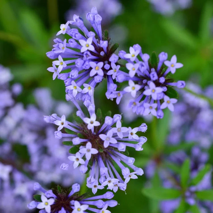 Blue Surprise Woodruff plant