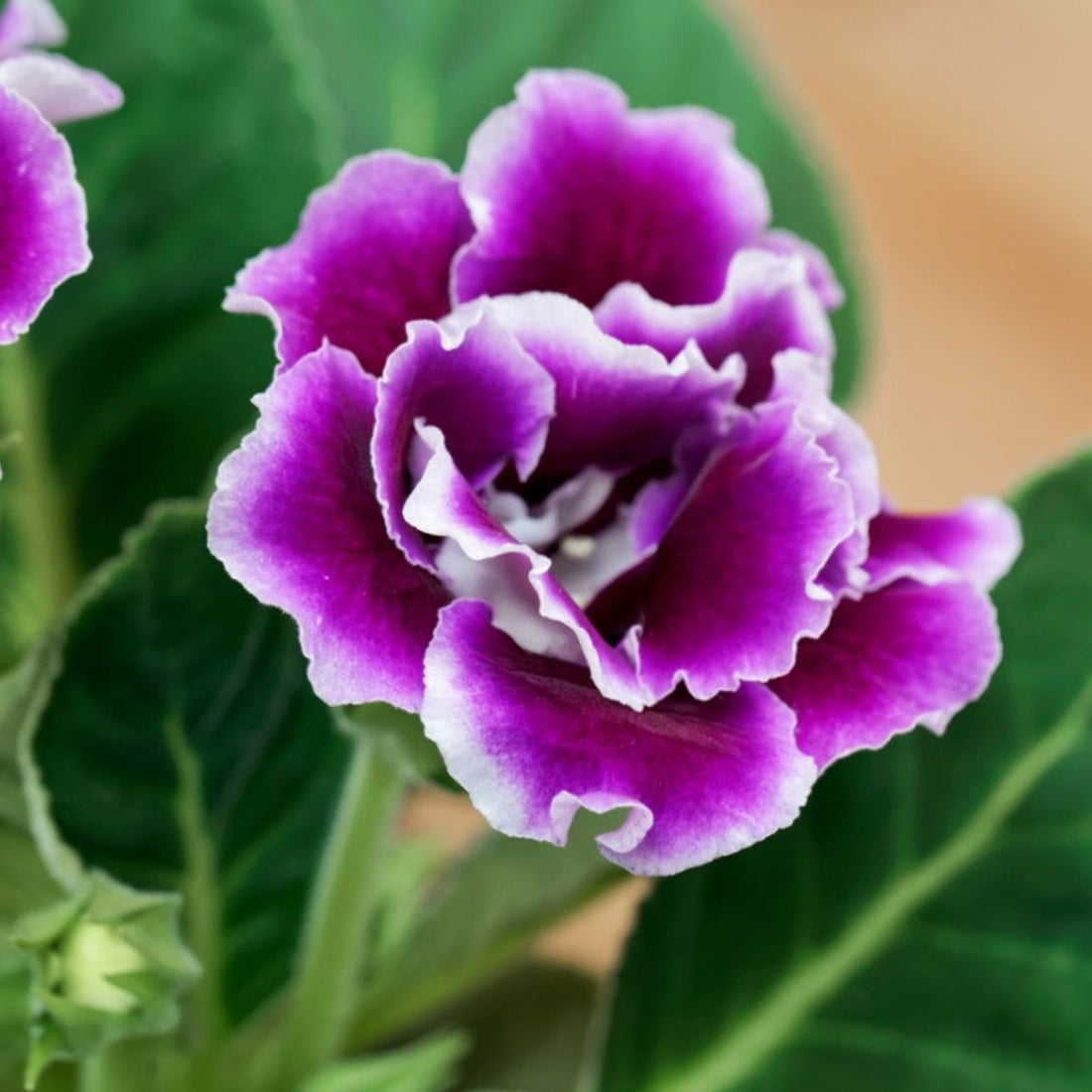 Violet White flower seeds