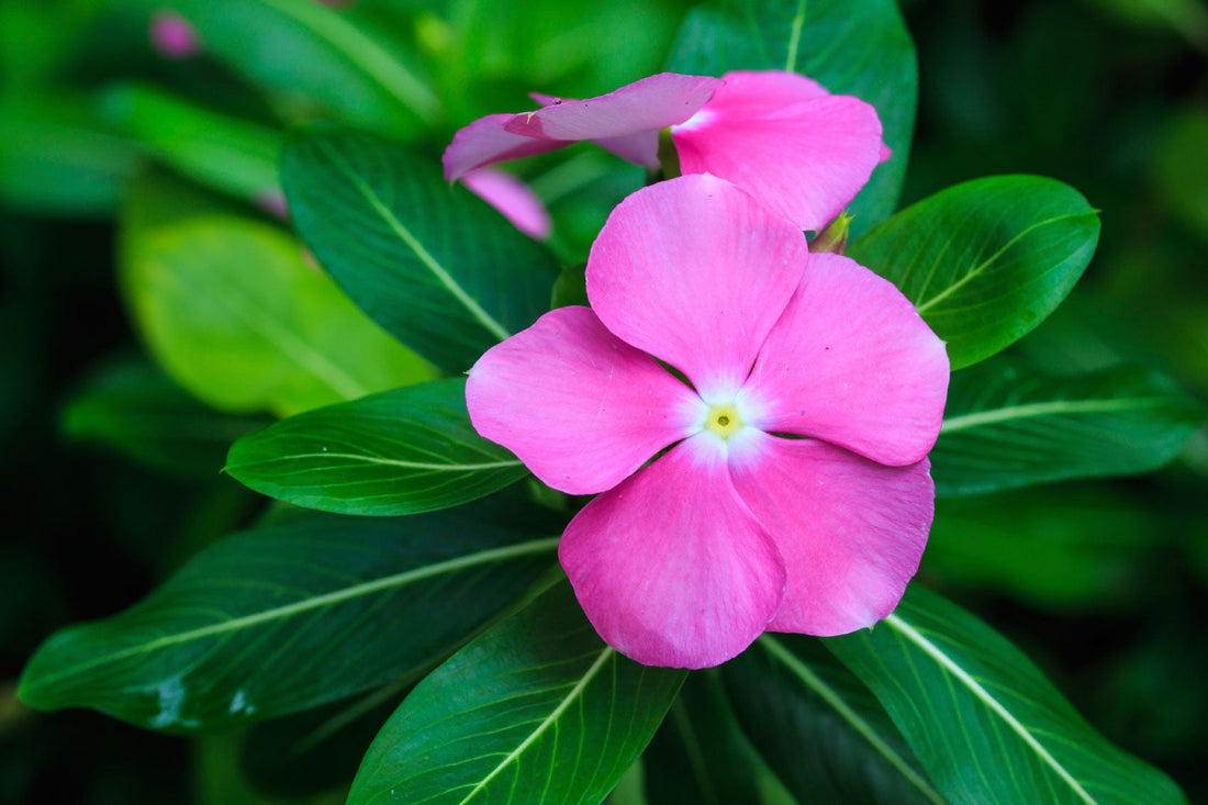 Periwinkle Vinca flower seeds