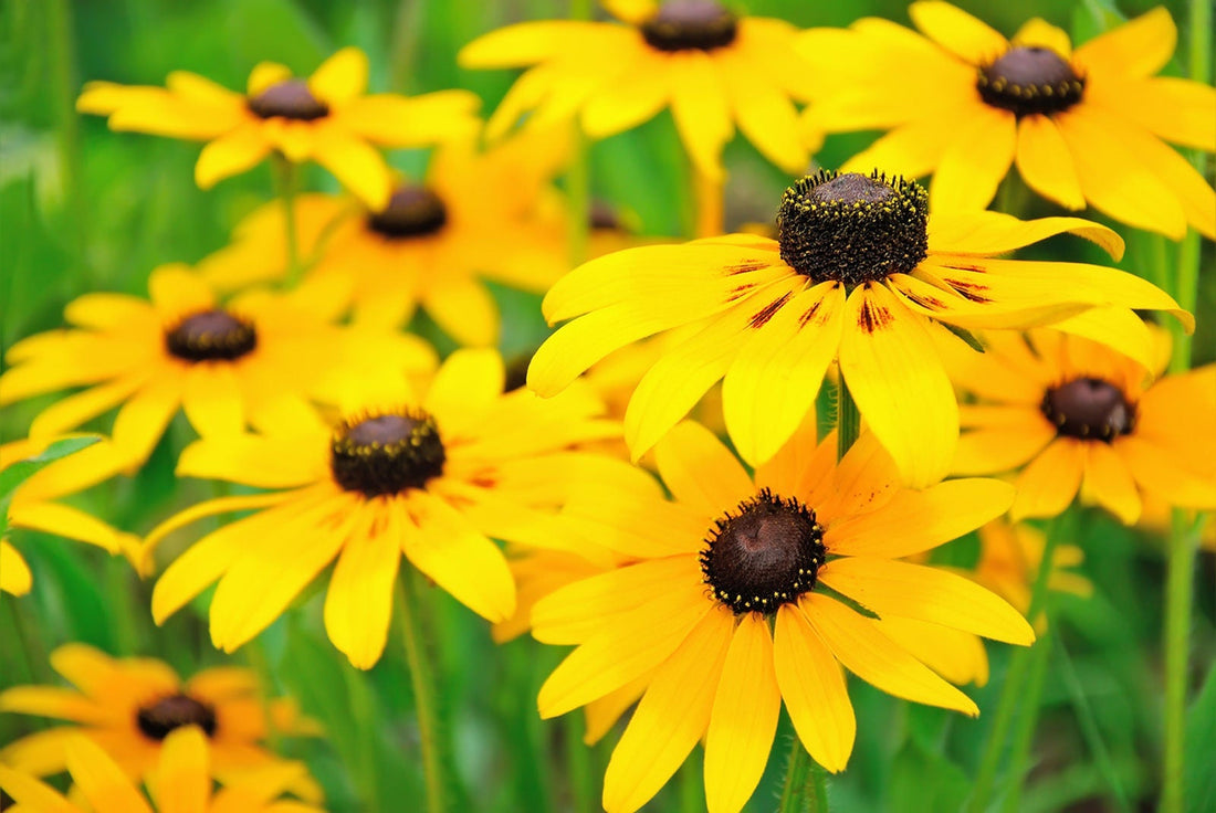 Eyed flower seeds