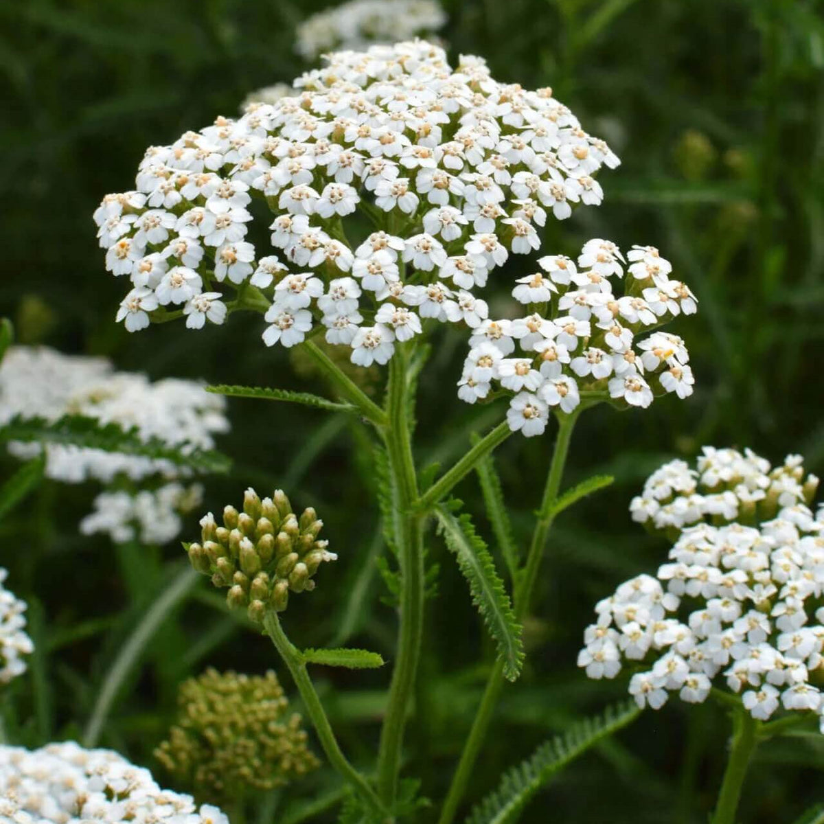 Achillea Millefolium Yarrow plant