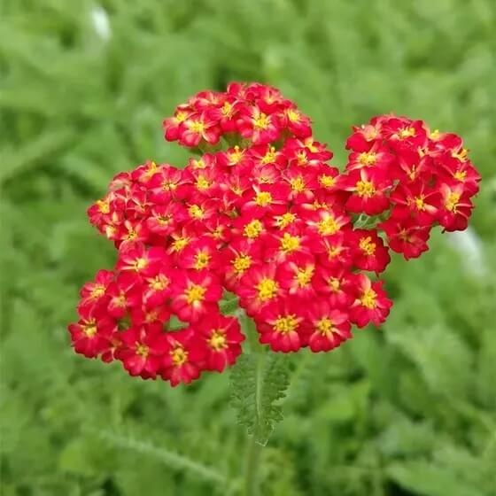 Colorado Red Yarrow plant