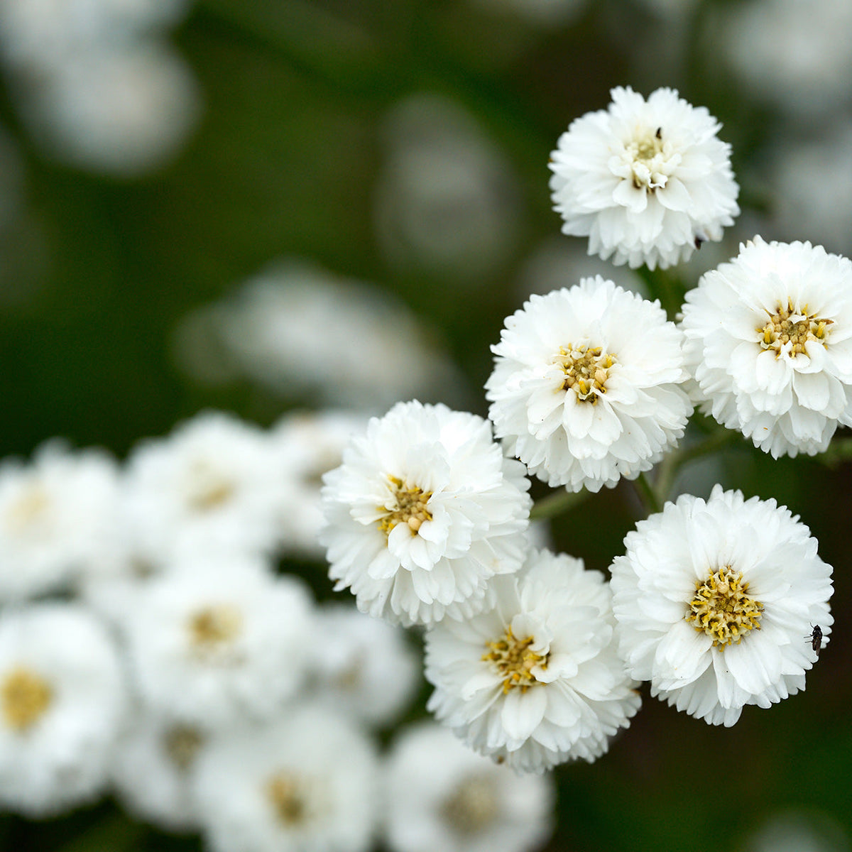 Pearl White Yarrow plant