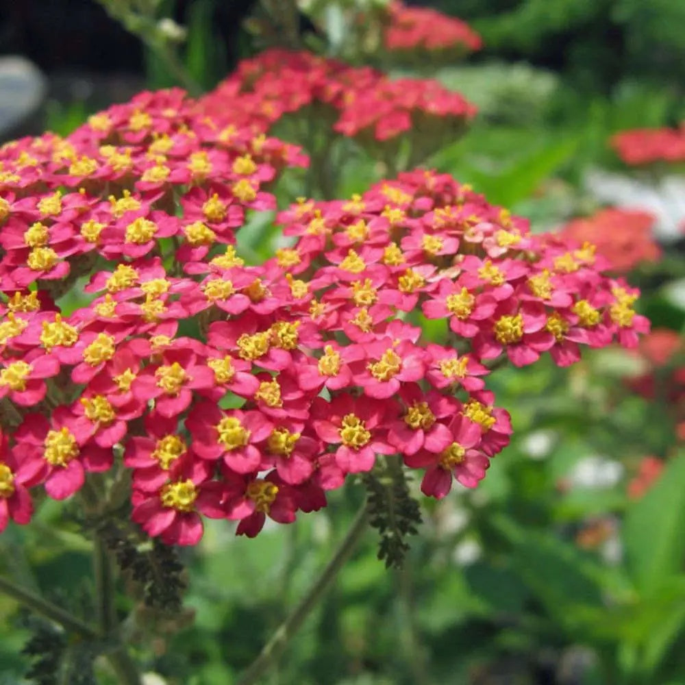 & Yellow Yarrow plant