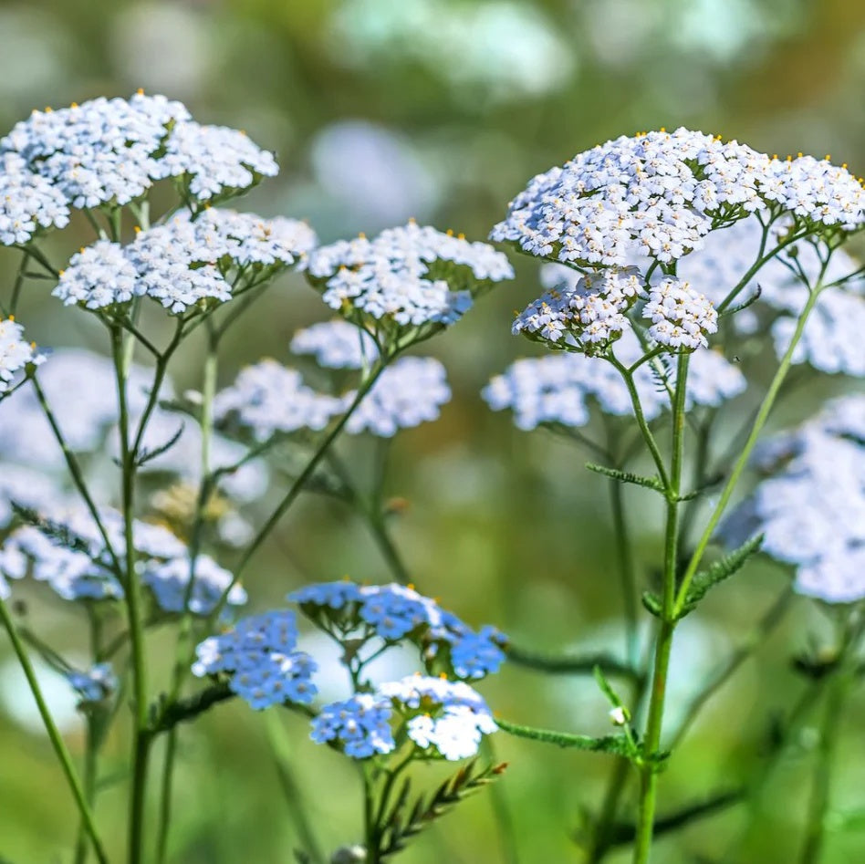 Blue Yarrow plant