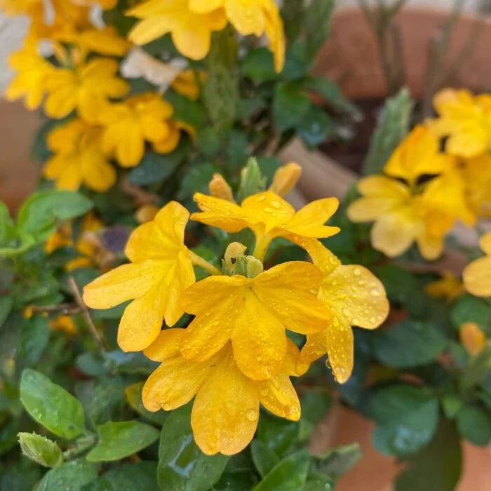 Yellow Crossandra flower seeds