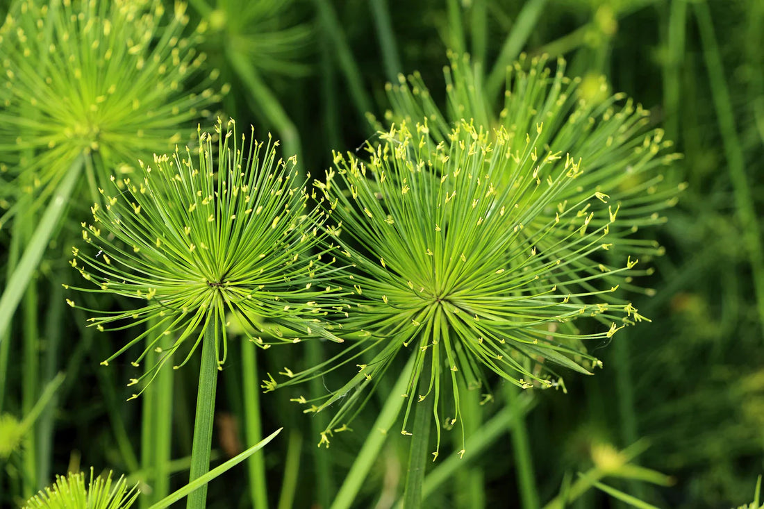 Yellow Cyperus flower seeds