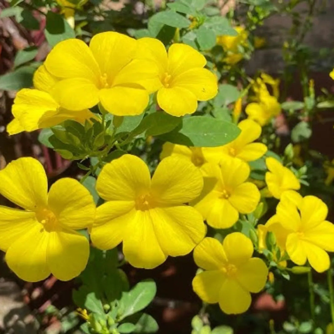 Yellow Linum flower seeds
