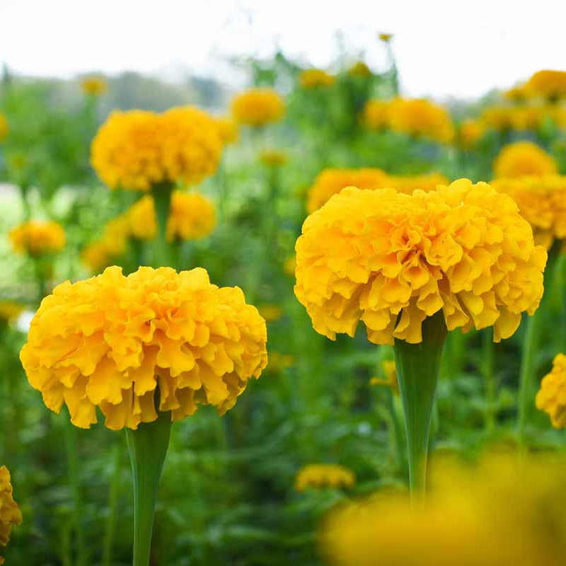 Outdoor Marigold plant