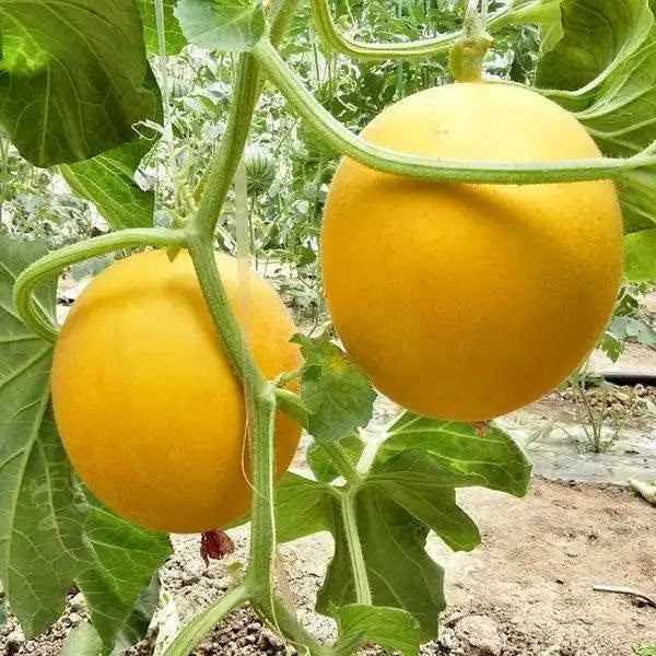 Yellow Muskmelon Fruit Seeds for Planting – Heirloom Non-GMO Garden Seeds
