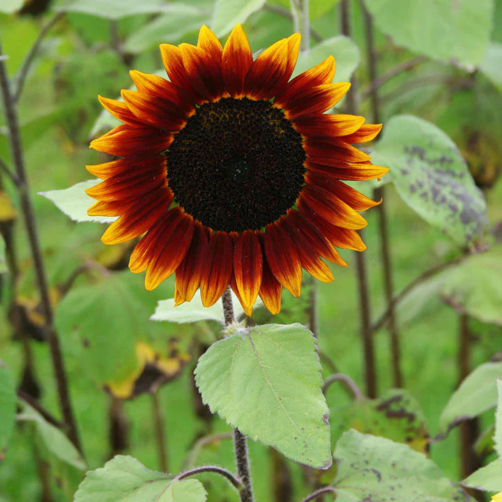 Yellow Red flower seeds