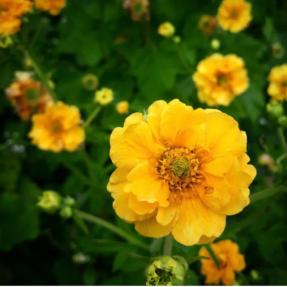 Yellow Stratheden flower seeds