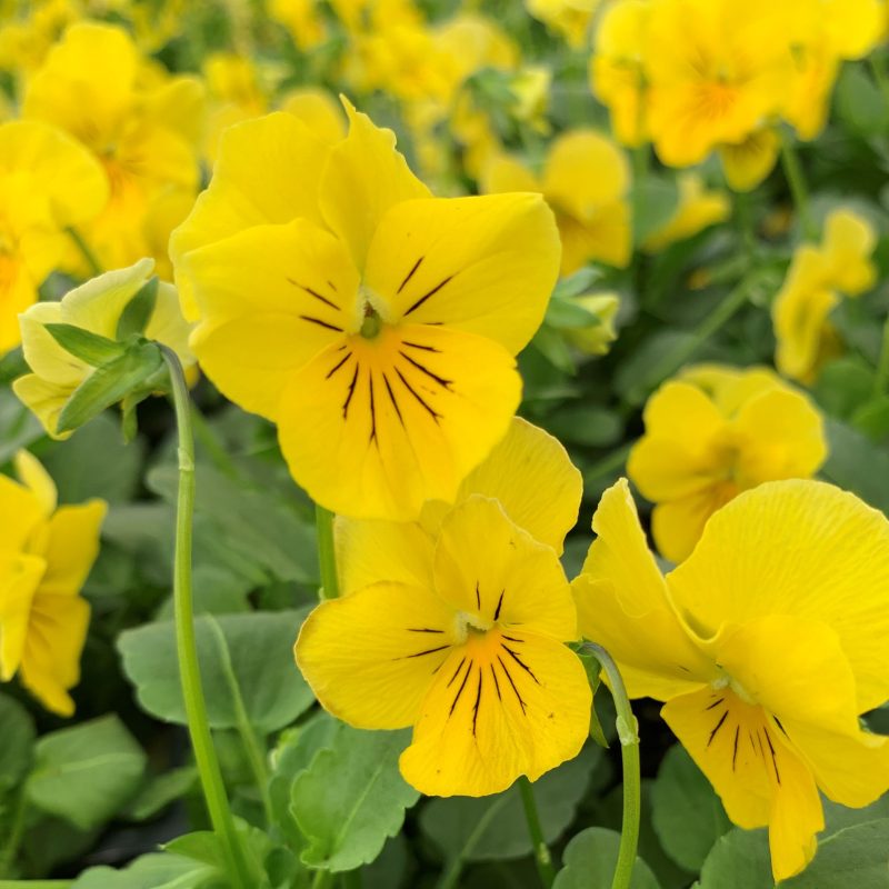 Pansy flower seeds