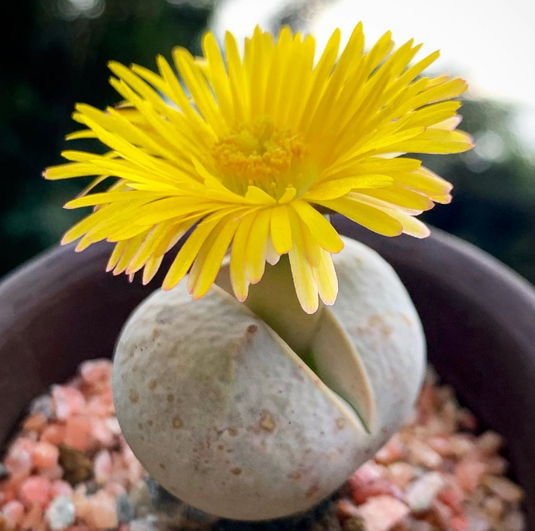 Yellow White flower seeds