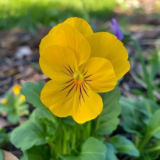 Yellow Swiss flower seeds
