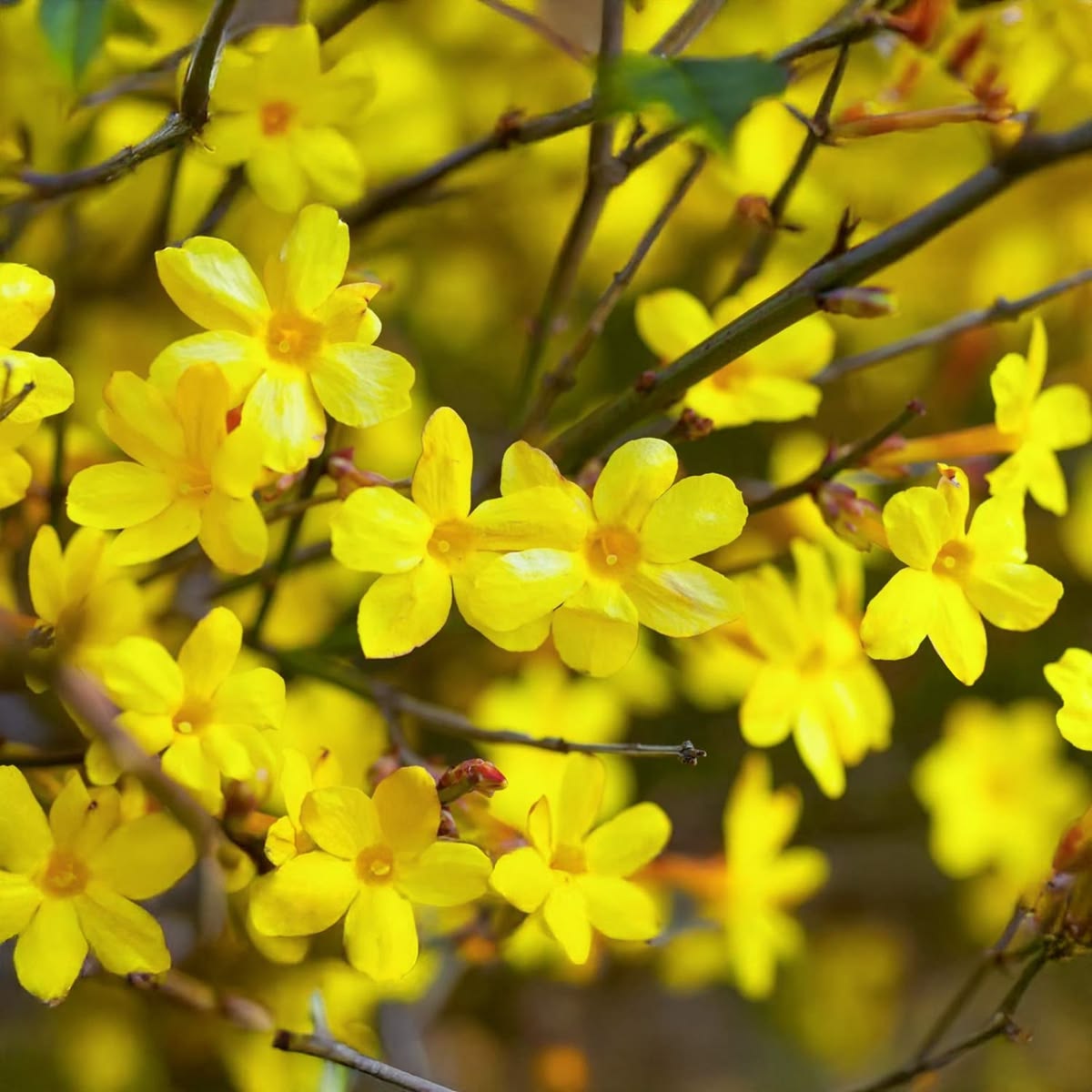 Yellow Jasmine Jasminum humile flowers and green foliage