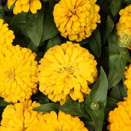 yellow-zinnia-elegans-flower-seeds-garden-blooms