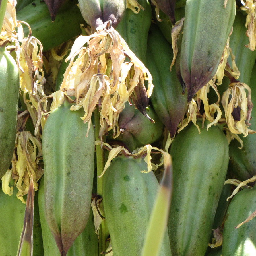 Banana Yucca plant