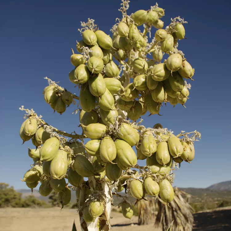 Banana Yucca plant