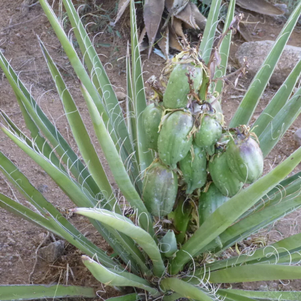 Banana Yucca plant