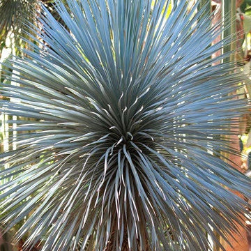 Blue Rostrata Yucca plant