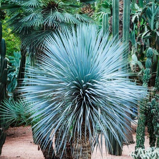 Blue Rostrata Yucca plant
