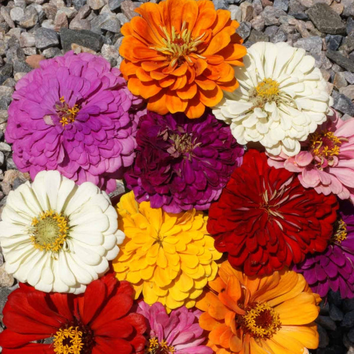 California Giant Zinnia plant
